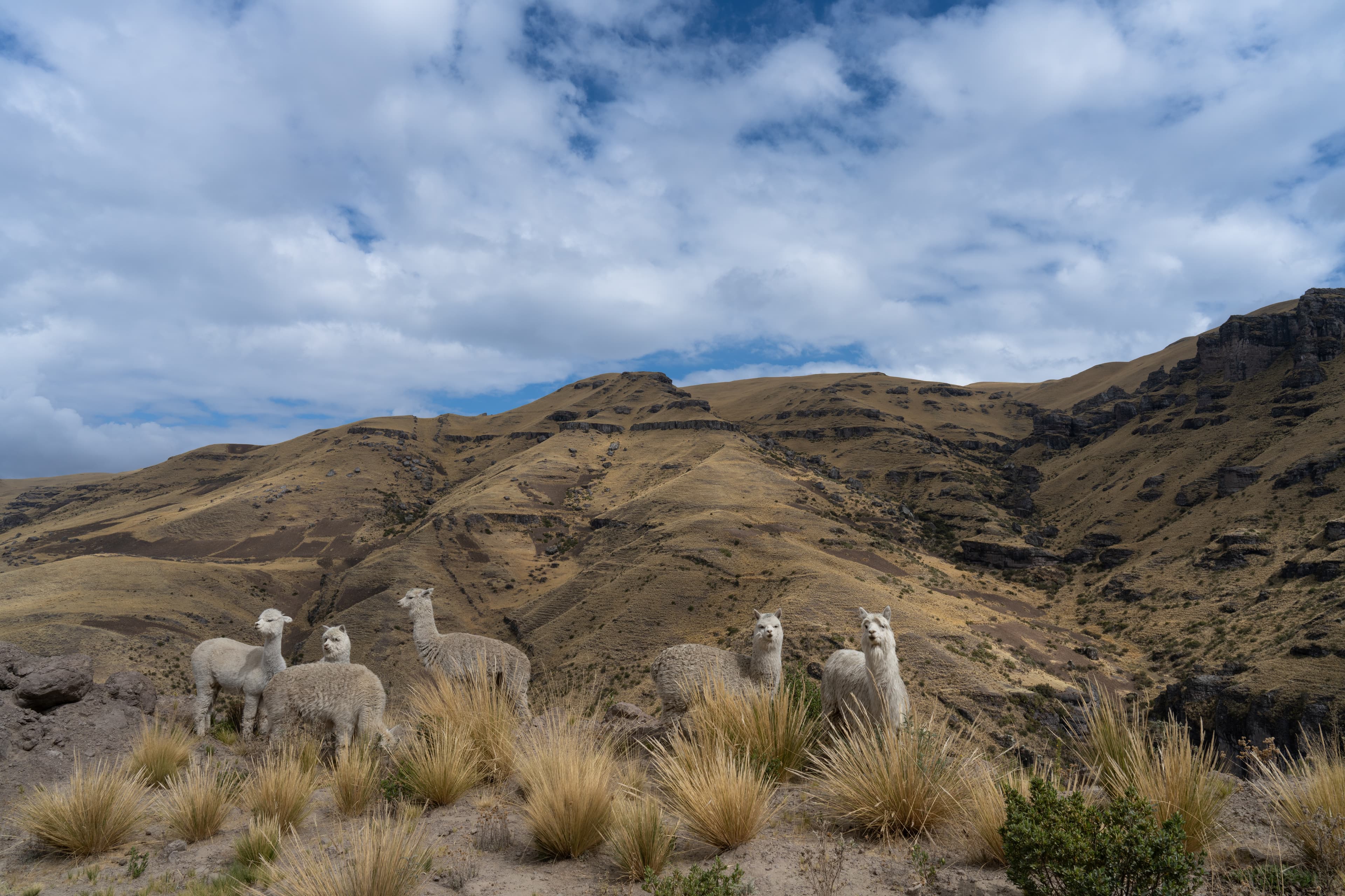 Llamas